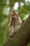 Long-tailed macaque nibbles shiny object in tree