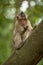 Long-tailed macaque regards shiny object in hand