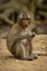 Long-tailed macaque sits eating with paws together