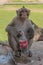 Long-tailed macaque sits holding empty plastic bottle