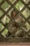 Long-tailed macaque sits holding wooden trellis window