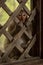 Long-tailed macaque sitting holding wooden trellis window