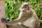 Long-tailed macaque staring at me