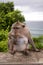 Long-tailed macaque, the temple of Uluwatu, Bali. Indonesia