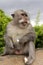 Long-tailed macaque, the temple of Uluwatu, Bali. Indonesia