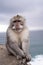 Long-tailed macaque, the temple of Uluwatu, Bali. Indonesia