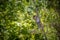 Long-tailed macaque, in Thailand, Saraburi a wildlife sanctuary