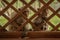 Long-tailed macaques stare through wooden trellis window