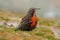 Long-tailed Meadowlark, Sturnella loyca falklandica, Saunders Island, Falkland Islands