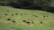 Long-Tailed Meadowlarks