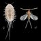 Long-tailed mealybug, Pseudococcus longispinus