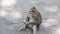 Long-Tailed monkey eats corn at the Sacred Monkey Forest in Bali, Ubud