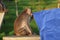 A long-tailed monkey testing a blue towel in a hotel in Bali, Indonesia