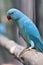 Long-tailed parakeet bird