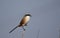 Long tailed shrike