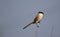 Long tailed shrike