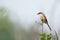Long Tailed Shrike Bird