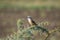 Long tailed shrike bird perching on thorny tree