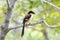 Long-tailed shrike on branch