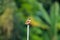 Long-tailed Shrike Formal Name: Lanius schach