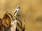 Long-tailed Shrike, Lanius schach, Bandhavgarh National Park