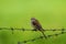 Long tailed shrike or rufous backed shrike juvenile bird perched on fence in natural green background during monsoon safari
