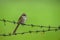 Long tailed shrike or rufous backed shrike juvenile bird perched on fence in natural green background during monsoon safari