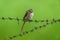 Long tailed shrike or rufous backed shrike juvenile bird perched on fence in natural green background during monsoon safari