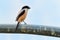 The long-tailed shrike or rufous-backed shrike Lanius schach is a member of the bird family Laniidae, the shrikes. They are