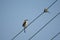 Long-tailed shrike or rufous-backed shrike Lanius schach perching on Electric Wire