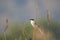 The long-tailed shrike or rufous-backed shrike Lanius schach perching on grass twig