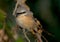 Long tailed shrike sitting on the branch in morning light in Pakistan