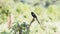 Long-tailed Shrike Urolestes melanoleucus Perched on a Stalk