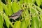 Long-tailed sibia gray bird feeding on long pepper at Fraserâ€™s Hill, Malaysia