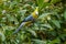 Long-Tailed Silky Flycatcher