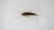 long tailed silverfish, ctenolepisma longicaudata