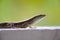 Long-tailed Skink