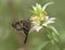 Long-tailed Skipper butterfly in Georgia