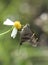 Long-tailed Skipper butterfly in Georgia