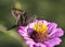 Long Tailed Skipper Butterfly - Urbanus proteus - on Pink Zinnia Blossom