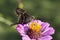 Long Tailed Skipper Butterfly - Urbanus proteus - on Pink Zinnia Blossom