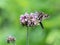 Long tailed skipper on verbena