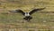 Long-tailed Skua, Kleinste Jager, Stercorarius longicaudus