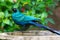 Long-Tailed Starling at Bird Bath