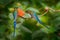 Long-tailed Sylph, Aglaiocercus kingi, rare hummingbird from Colombia, gree-blue bird flying next to beautiful orange flower,