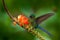 Long-tailed Sylph, Aglaiocercus kingi, rare hummingbird from Colombia, gree-blue bird flying next to beautiful orange flower