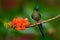 Long-tailed Sylph, Aglaiocercus kingi, rare hummingbird from Colombia, gree-blue bird sitting on a beautiful orange flower, action