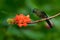 Long-tailed Sylph, Aglaiocercus kingi, rare hummingbird from Colombia, gree-blue bird sitting on a beautiful orange flower, action