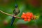 Long-tailed Sylph, Aglaiocercus kingi, rare hummingbird from Colombia, gree-blue bird sitting on a beautiful orange flower, action