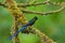 Long-tailed Sylph, hummingbird with long blue tail in the nature habitat, Peru